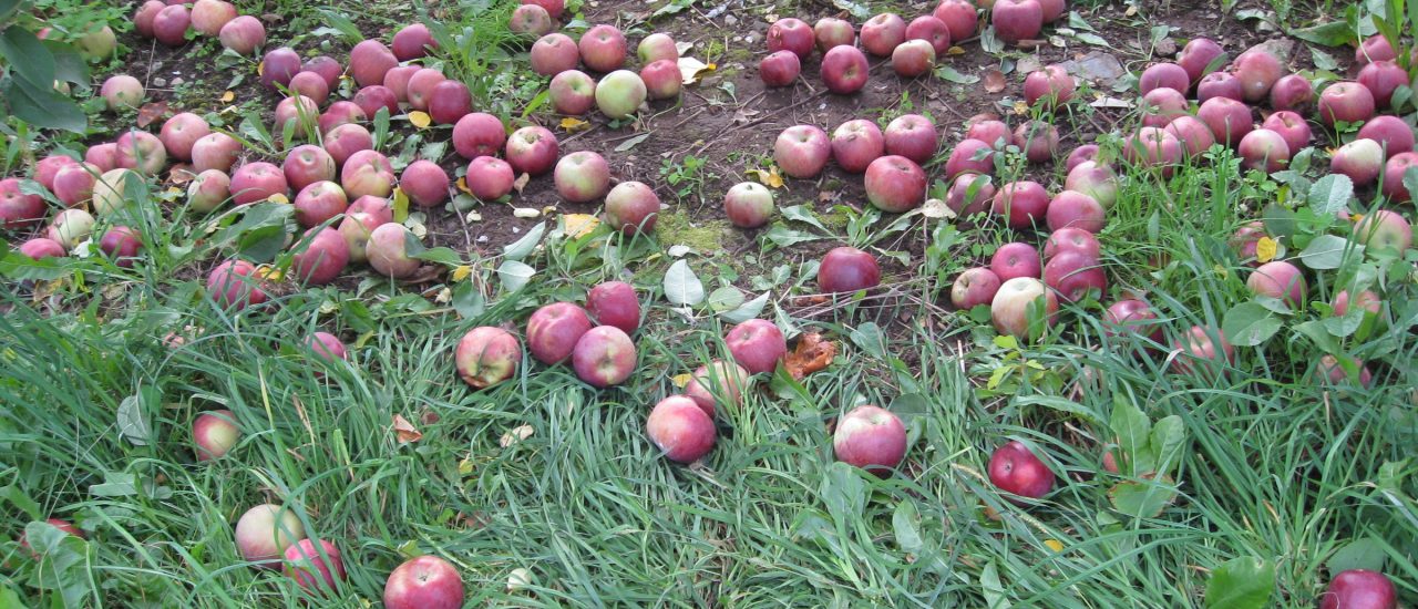 Äpfel mit Hagelspuren oder kleineren Druckstellen sind häufig Ausschussware. Bei „The Good Food“ werden sie trotzdem angeboten. Foto: 2008_10_13_lull-farm_07 CC BY-SA 2.0 | Doc Searls / flickr.com
