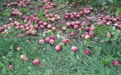 Äpfel mit Hagelspuren oder kleineren Druckstellen sind häufig Ausschussware. Bei „The Good Food“ werden sie trotzdem angeboten. Foto: 2008_10_13_lull-farm_07 CC BY-SA 2.0 | Doc Searls / flickr.com