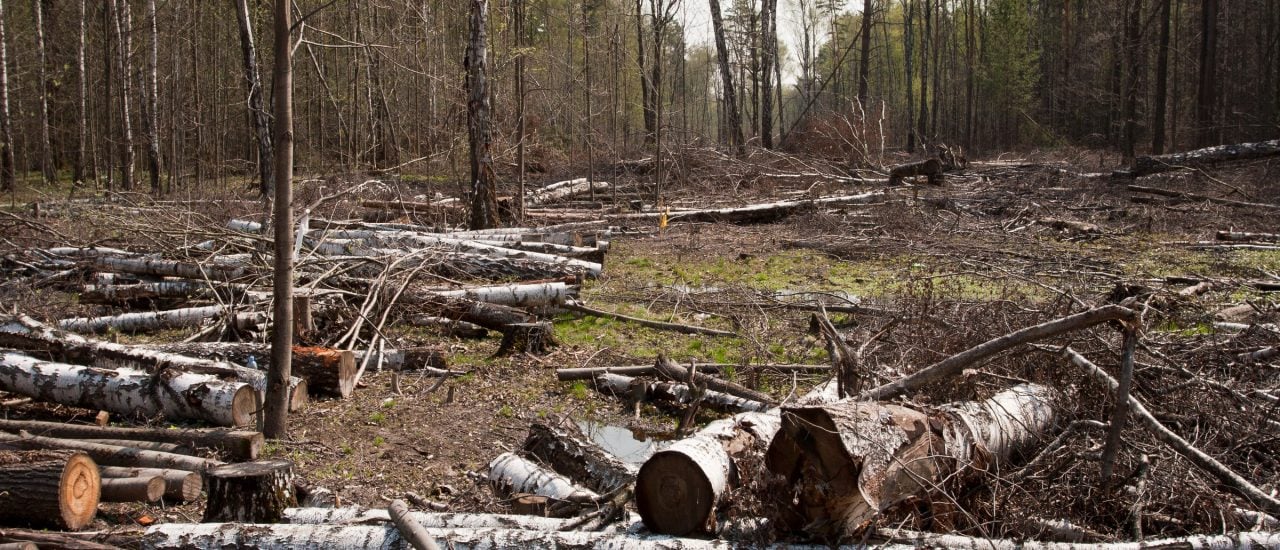 Durch die sogenannte Holzmafia verschwinden Osteuropas Wälder von der Landkarte. Foto: Khimki Forest CC BY-SA 2.0 | Daniel Beilinson / flickr.com