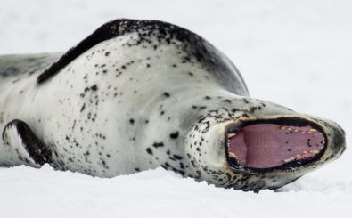 Ein Mitglied aus dem Chor: Seeleoparden sind neben den Orcas die größten Raubtiere der Antarktis. Sie fressen sogar die fast gleich großen Weddell-Robben. Foto: CC BY-SA 4.0 | Andrew Shiva / Wikipedia