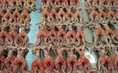 Der Handel mit Froschschenkeln aus Südostasien bedroht ganze Arten. Foto: Delikatessen | CC BY 2.0 | STS Schweizer Tierschutz / flickr.com