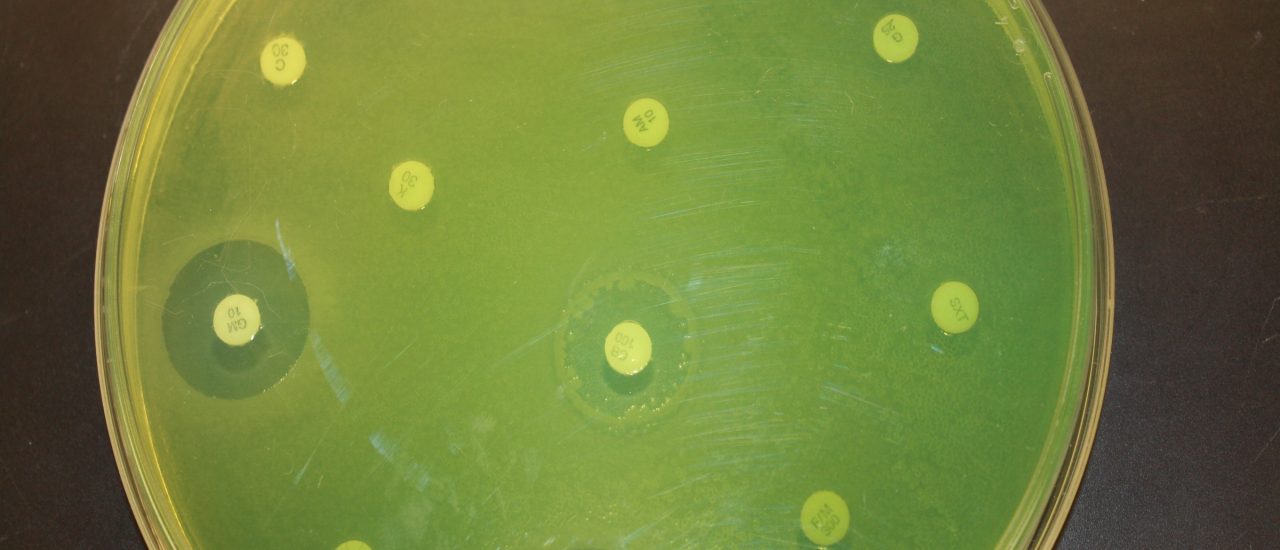 Auf einer neuen Liste der WHO finden sich zwölf besonders gefährliche multiresistente Keime. Einer davon ist Pseudomonas aeruginosa. Foto: Pseudomonas aeruginosa on Meuller Hinton agar / credits: CC BY 2.0 | VeeDunn / flickr.com