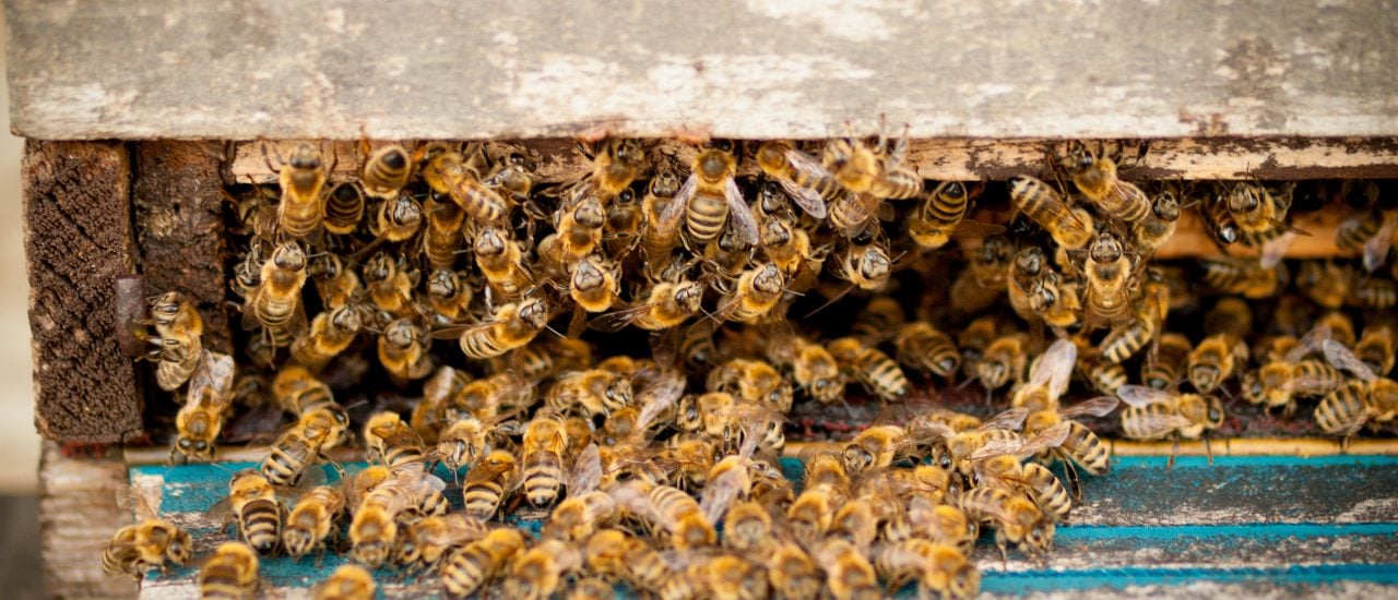 Die Hälfte der Bienenvölker in Deutschland hat den Winter nicht überlebt. Foto: Bienen | CC BY 2.0 | Jan Beck / flickr.com