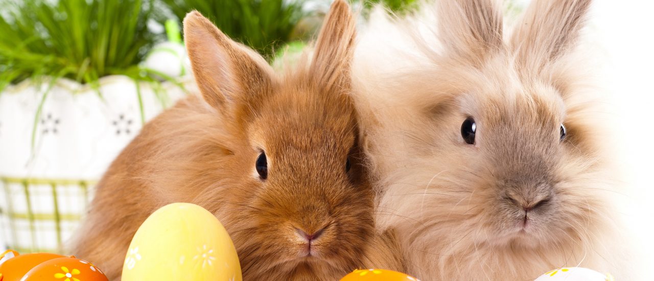 In wenigen Tagen ist Ostern. Ein paar Tipps zum Thema Eierfärben & Co. Foto: Kaninchen mit Ostereiern | CC BY 2.0 | Ajith Kumar / flickr.com