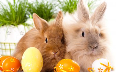 In wenigen Tagen ist Ostern. Ein paar Tipps zum Thema Eierfärben & Co. Foto: Kaninchen mit Ostereiern | CC BY 2.0 | Ajith Kumar / flickr.com
