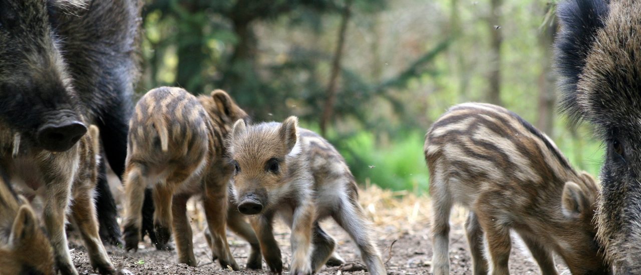 Frischlinge und Muttersauen im Wald. Über das Graben in der Erde bekommen die Jungtiere ihre nötige Eisenversorgung. Foto: boar family | CC BY 2.0 | vlod007 / flickr.com