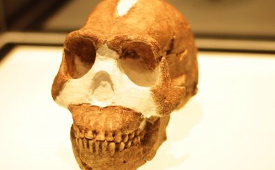 Der Schädel des Homo naledi. Gerade stellt er die Wissenschaft auf den Kopf. Foto: Public Domain Mark 1.0 | palesa / flickr.com