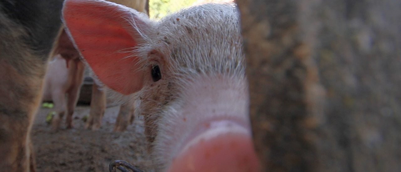 Sieht die Zukunft der Schweine in Deutschland künftig rosiger aus? Foto: Close Encounters of the Pig Kind | CC BY 2.0 | Cristian Iohan Ştefănescu / flickr.com