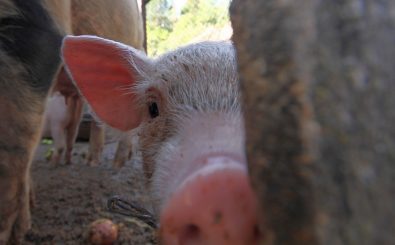 Sieht die Zukunft der Schweine in Deutschland künftig rosiger aus? Foto: Close Encounters of the Pig Kind | CC BY 2.0 | Cristian Iohan Ştefănescu / flickr.com
