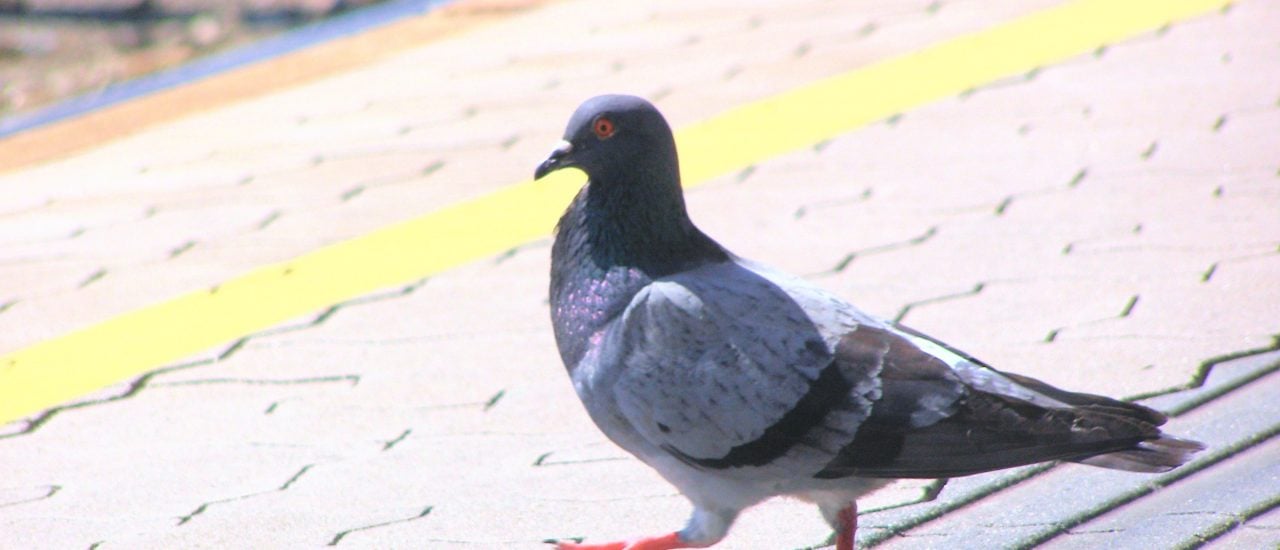 Tauben haben sich fast überall auf der Welt verbreitet. Auch im urbanen Umfeld fühlen sich einige Arten wohl. Foto: Taube am Bahnhof CC BY-SA 2.0 | (ﾉ◕ヮ◕)ﾉ*:･ﾟ✧ / flickr.com