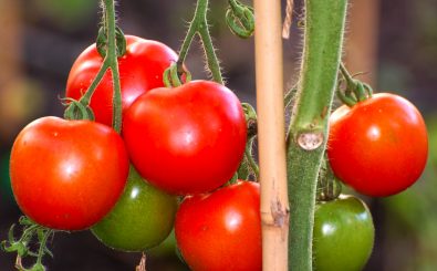 Insgesamt gibt es über 2500 Tomatenarten. Foto: Tomatoes CC BY-SA 2.0 | Luke Addison / flickr