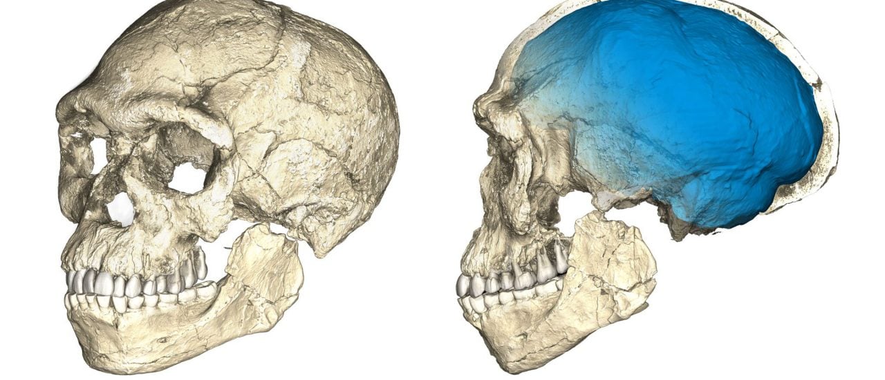 Zwei Ansichten eines am Computer zusammengesetzten Modells der in Jebel Irhoud gefundenen Überreste von Homo Sapiens. Ausgangspunkt sind tomografische Scans der Bruchstücke von insgesamt fünf Schädeln. Bild: Philipp Gunz für das Max-Planck-Institut für evolutionäre Anthropologie, CC BY-SA 2.0