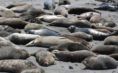 Im Wattenmeer findet alljährlich eine Seehundzählung statt. Foto: Seals CC BY-SA 2.0 | Ian McKellar / flickr.com