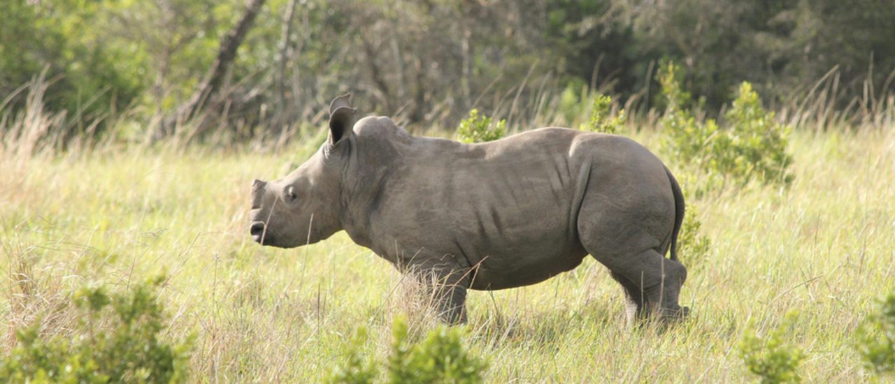 Auf privaten Ranches und in Reservaten wird den Nashörnern ihr Horn zum Schutz vor Wilderern vom Tierarzt abgeschnitten. Foto: Rhino | CC BY 2.0 | Jon Mountjoy / flickr.com