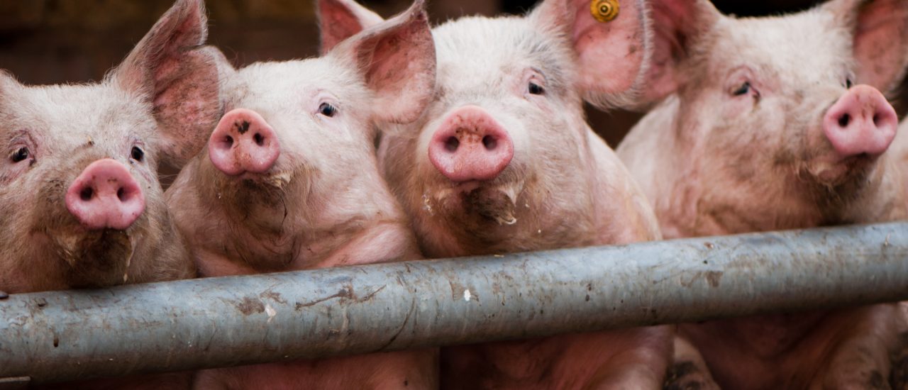 Schweine und andere Nutztiere leiden oft unter schlechten Haltungsbedingungen. Foto: party pigs (71/365) CC BY-SA 2.0 | Tim Geers / flickr.com