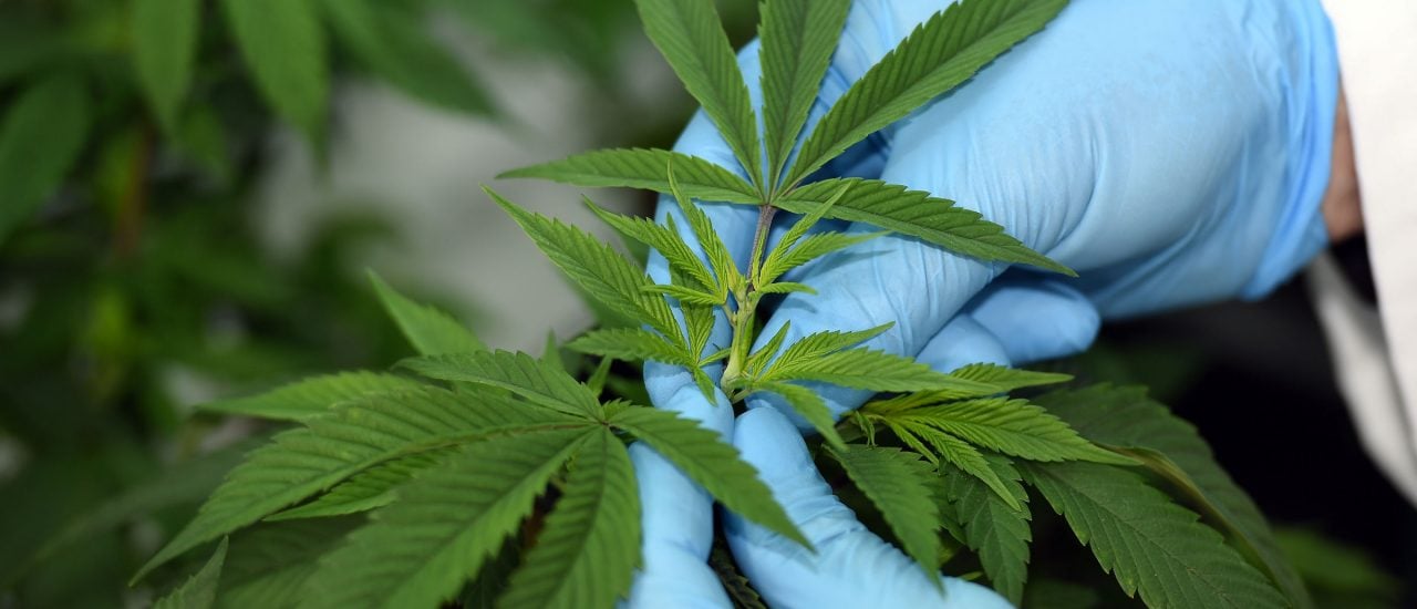Die Legalisierung von Cannabis für medizinische Zwecke war gut gemeint, aber wurde nicht gut umgesetzt. Foto: Saeed Khan | AFP