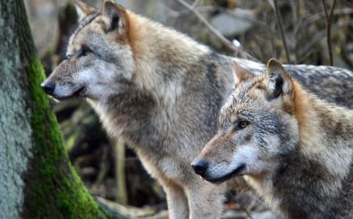 Die Wiederansiedelung des Wolfes in Deutschland weckt bei vielen Menschen starke Emotionen. Foto: Grey Wolf / Arne von Brill / CC BY 2.0 / flickr.com