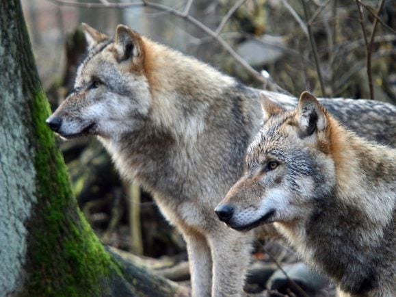 Der Wolf Stream Der Wolf Stream
