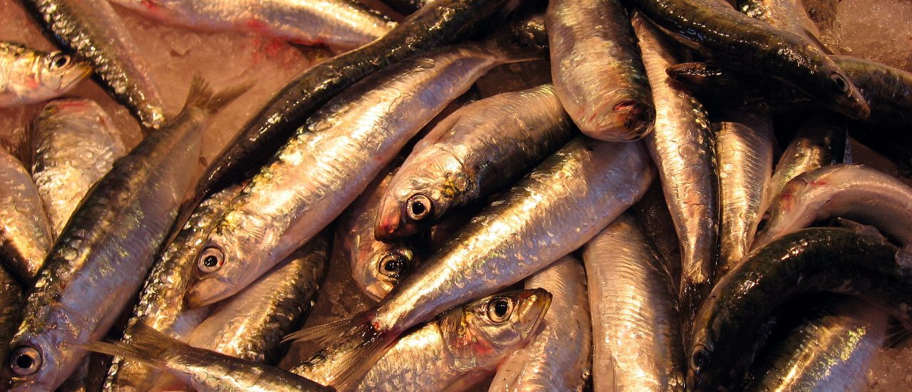 2018 dürfen beim westlichen Heringsbestand 39 Prozent weniger abgefischt werden als bisher. Foto: Herrings | CC BY 2.0 | 16:9clue / flickr.com