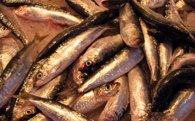 2018 dürfen beim westlichen Heringsbestand 39 Prozent weniger abgefischt werden als bisher. Foto: Herrings | CC BY 2.0 | 16:9clue / flickr.com