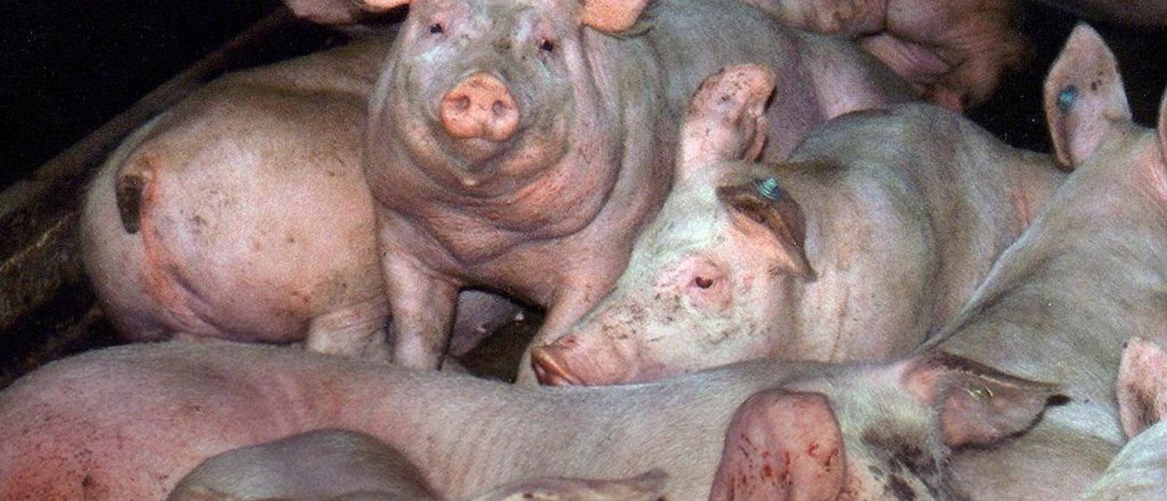 Tierquälerei in der Schweinemast. Nicht selten decken das nur Tierschutzaktivisten auf, auch wenn sie dafür Hausfriedensbruch begehen. Foto: Vier Pfoten | AFP