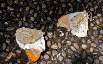 Das Insektensterben trifft alle. Nicht nur vermeintlich nervige Mücken und andere Plagegeister, sondern auch wunderschöne Schmetterlinge. Das hat dramatische Folgen für Mensch und Natur. Foto: Dead butterflies are sad | CC BY-SA 2.0 | Sam Sheffield / flickr.com