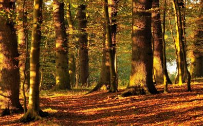 Der Wald sieht nicht nur schön aus. Er hat sehr wahrscheinlich auch einen positiven Einfluss auf das Gehirn. Foto: rotbraun #9 CC BY-SA 2.0 | Liebeslakritze / flickr.com