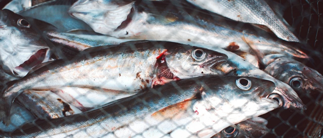 Fischen mit Elektro-Netzen: Ab dem kommenden Jahr soll das in Europa erlaubt sein. Doch die Fangtechnik ist umstritten. Foto: France, Nord (59), Dunkerque, Feu de St-Pol : la partie de pêche | (vincent desjardins) / flickr.com / CC BY 2.0