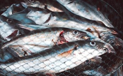 Fischen mit Elektro-Netzen: Ab dem kommenden Jahr soll das in Europa erlaubt sein. Doch die Fangtechnik ist umstritten. Foto: France, Nord (59), Dunkerque, Feu de St-Pol : la partie de pêche | (vincent desjardins) / flickr.com / CC BY 2.0