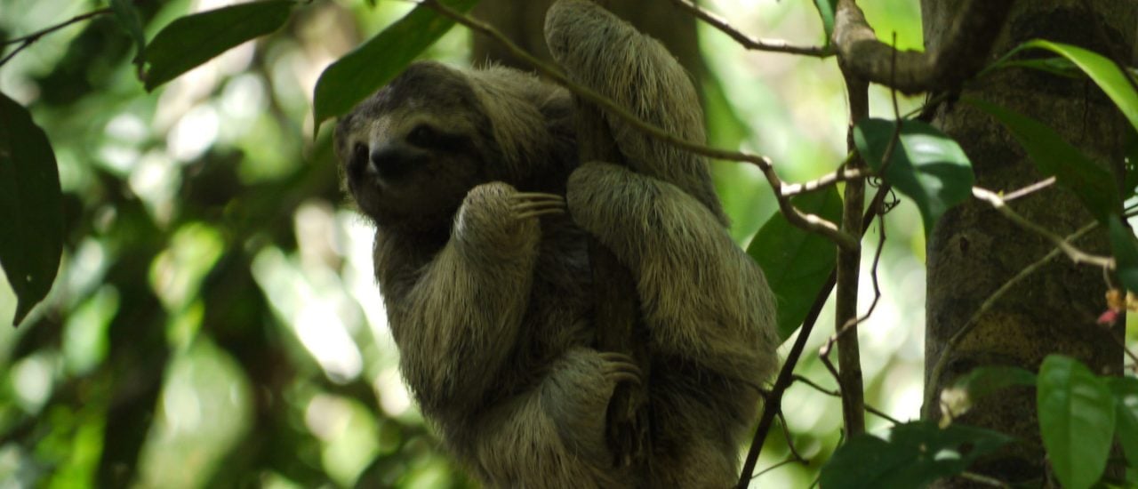 So zeigen sich Faultiere am liebsten. Nur selten verlassen sie ihren Baum. Foto: sloth | CC BY 2.0 | Magnus Bråth / flickr.com