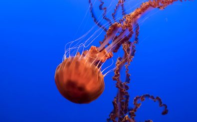 Schön anzusehen, aber gefährlich: Die schwarze Kompassqualle zählt zu den giftigsten Quallenarten. Foto: Black sea nettle / credits: CC BY 2.0 | Amit Patel / flickr.com