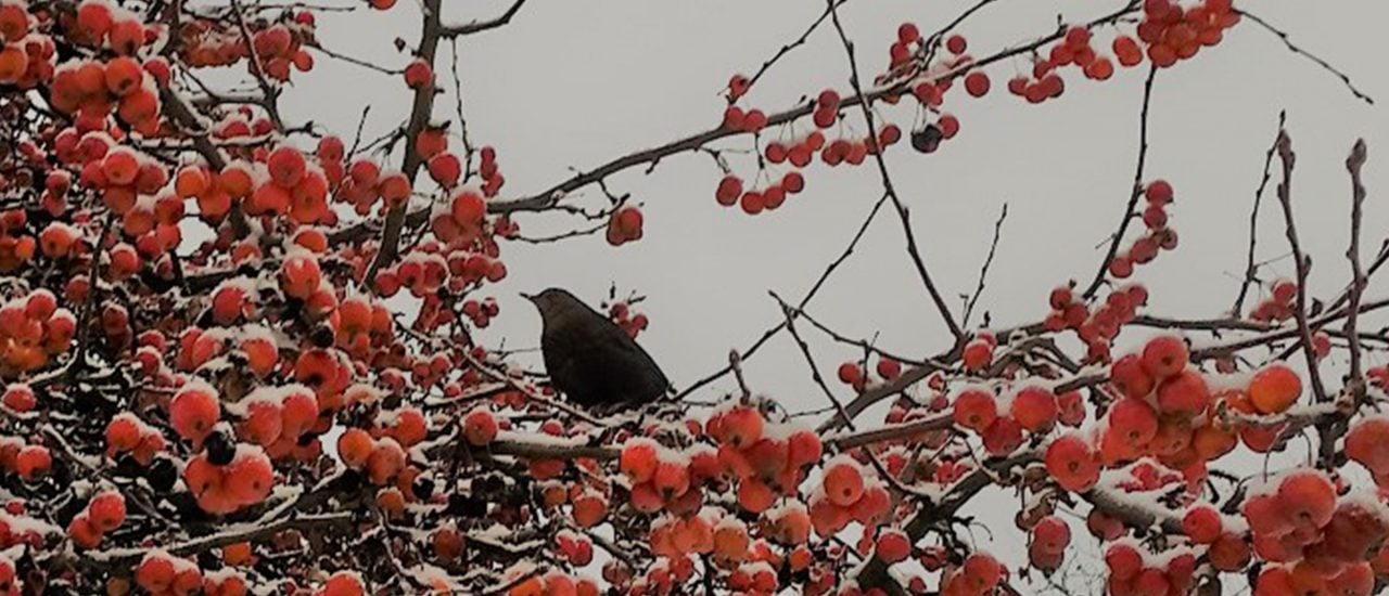 Auch im Winter lassen sich in Deutschland Vögel sichten – zum Beispiel Meisen. Foto: Heike Sicconi | Gartenradio