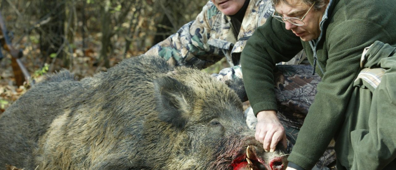 Jäger begutachten ein geschossenes Wildschwein. Foto: | Daniel Mihailescu / AFP