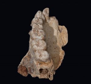 This undated handout photo obtained January 25, 2018, courtesy of Rolf Quam/ Binghamton University shows the left hemi-maxilla with teeth. The oldest remains of a modern human outside Africa have been dug up in Israel, offering evidence of what genetic studies have already suggested -- that humans migrated out of Africa far earlier than previously thought. Facial fragments, including a jawbone and several teeth, were found at a site called Misliya Cave in Israel, one of several prehistoric cave sites located on Mount Carmel.The bones date to between 174,000 and 188,000 years old, said the report in the January 25, 2018 edition of the US journal Science. That's about 50,000 years earlier than the last known evidence of mankind's ancestors. "Misliya is an exciting discovery," said co-author Rolf Quam, an anthropology professor at Binghamton University."It provides the clearest evidence yet that our ancestors first migrated out of Africa much earlier than we previously believed." / AFP PHOTO / Rolf Quam/Binghamton University / Handout / RESTRICTED TO EDITORIAL USE - MANDATORY CREDIT "AFP PHOTO / ROLF QUAM/BINGHAMTON UNIVERSITY" - NO MARKETING NO ADVERTISING CAMPAIGNS - DISTRIBUTED AS A SERVICE TO CLIENTS