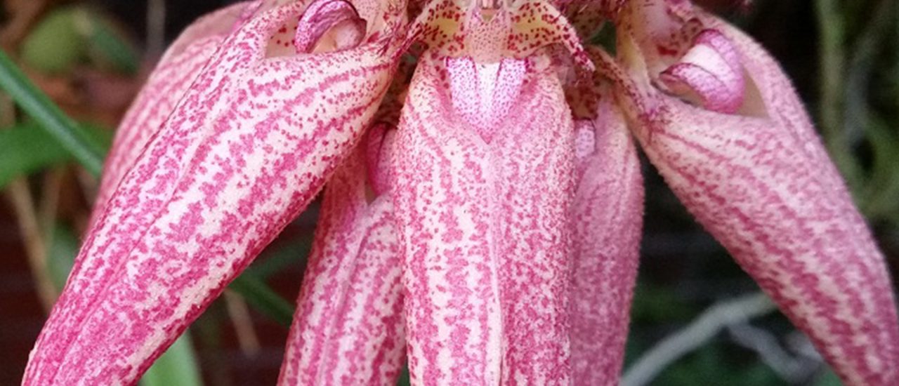 Sind in jedem Garten ein Blickfang: Orchideen. | Foto: Heike Sicconi