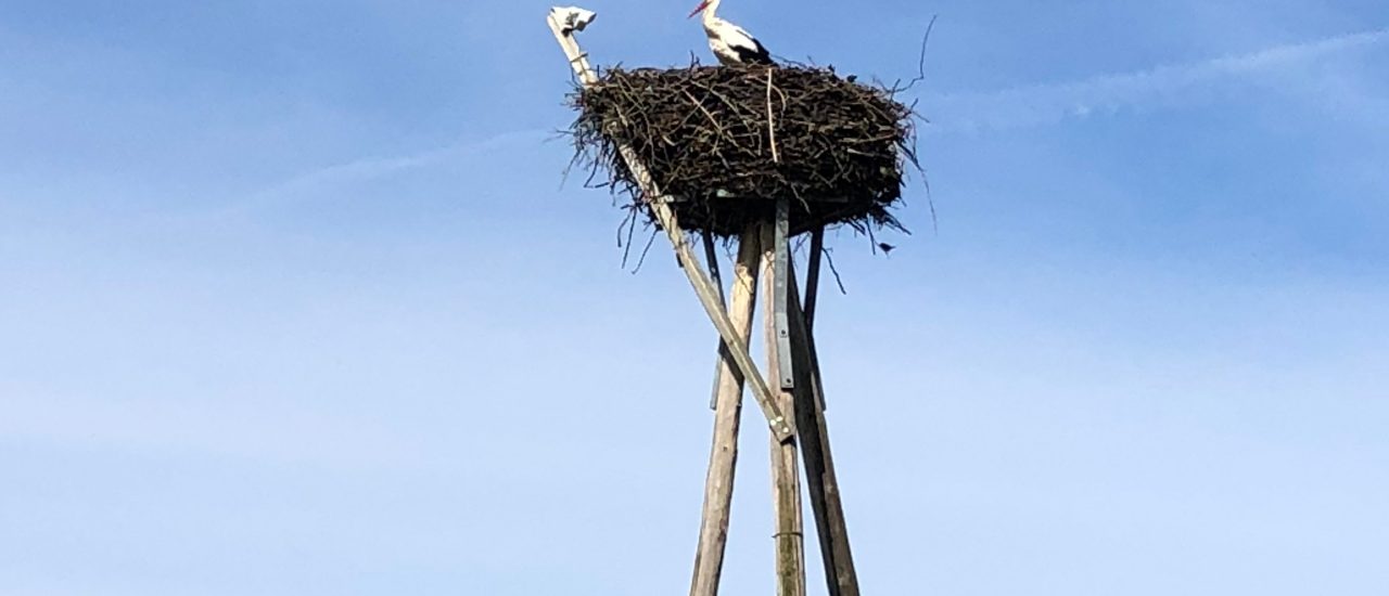 Storch Magnus in seinem Nest in Lobau. Mithilfe einer Kamera können Besucher ihn und seine Familie im Nest beobachten. Foto: Juliane Neubauer | detektor.fm