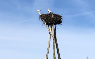 Storch Magnus in seinem Nest in Lobau. Mithilfe einer Kamera können Besucher ihn und seine Familie im Nest beobachten. Foto: Juliane Neubauer | detektor.fm