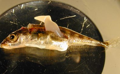 Der Bandwurm Schistocephalus nistet sich im Dreistachligen Stichling ein. Dort kann er so schwer werden wie der Fisch selbst. Foto: Max-Planck-Institut