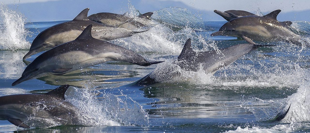 Forscher haben herausgefunden, dass sich Delfine gegenseitig Namen geben. Foto: Chase Dekker | shutterstock.com