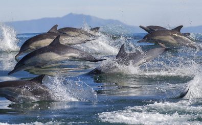 Forscher haben herausgefunden, dass sich Delfine gegenseitig Namen geben. Foto: Chase Dekker | shutterstock.com