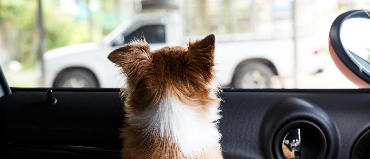 Tiere und Kinder dürfen bei Hitze auf gar keinen Fall im Auto zurückgelassen werden. Foto: suchinan | Shutterstock