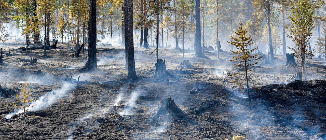 Waldbrände: wüten diesen Sommer in Griechenland, Schweden und jetzt auch Brandenburg. Foto: Maja Susja | AFP