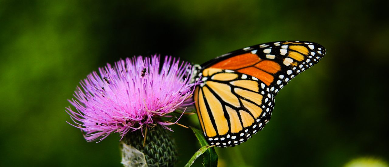 Laut einer Studie des Helmholtz-Instituts ist 2018 ein gutes Jahr für Schmetterlinge. Foto: Sean Stratton | unsplash.com