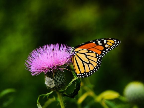 Schmetterling