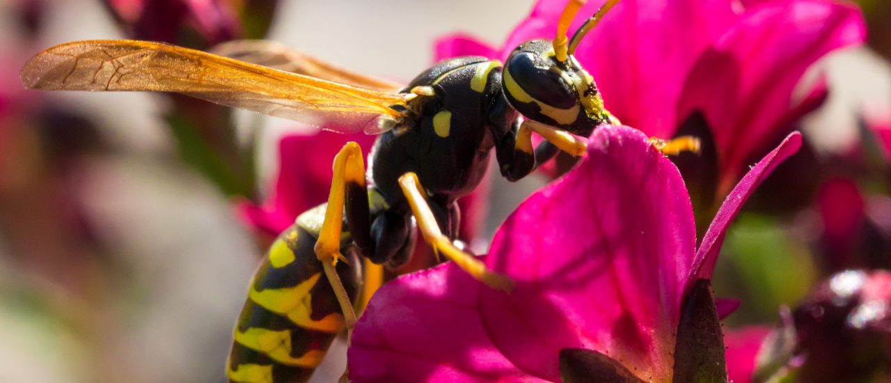 Wespen sind ungefährlich, wenn man sich richtig verhält. Foto: RomBo 64 | shutterstock.com