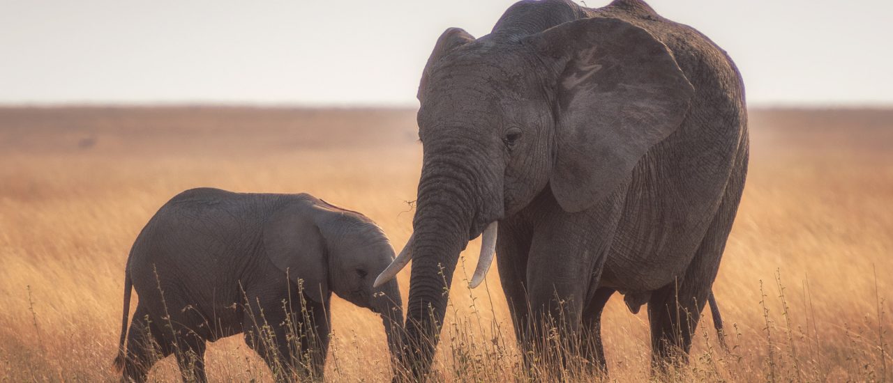 Jedes Jahr werden tausende Elefanten von Wilderern für ihr Elfenbein getötet. Foto: Chen Hu | unsplash.com