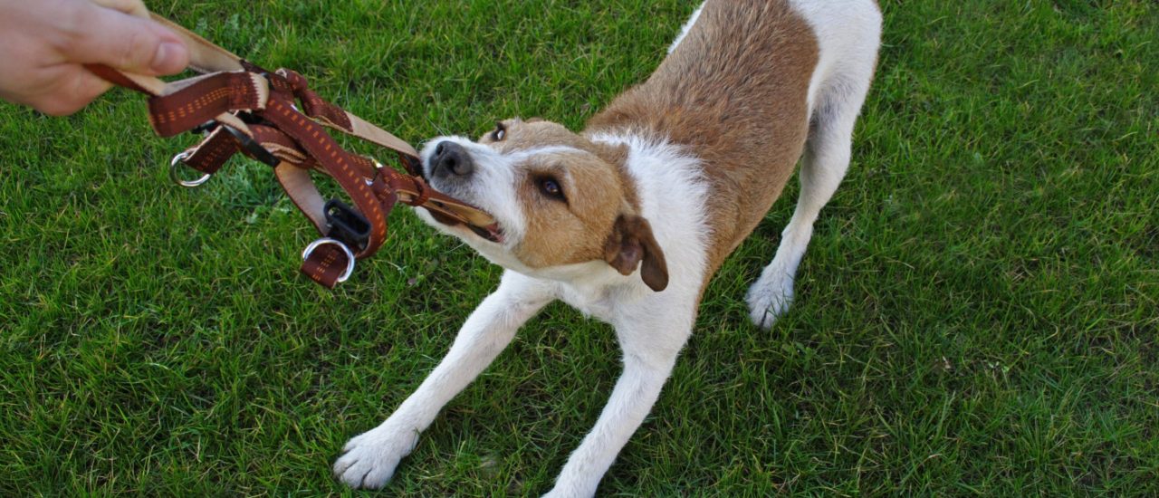 In vielen Bundesländern herrscht Leinenpflicht für Hunde. Foto: Kaesler Media | shutterstock.com