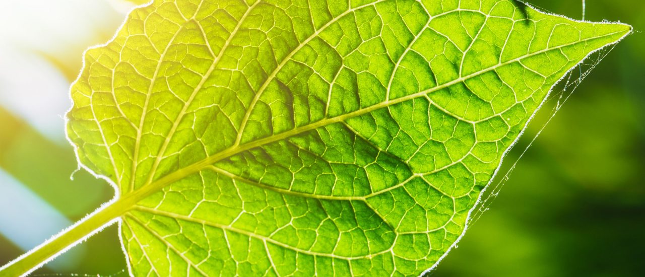 Die Wissenschaft der Ökologie: Die natürliche Fotosynthese soll Vorbild für eine neue Energie-Gewinnung sein. Foto: Quality Stock Arts | shutterstock.com