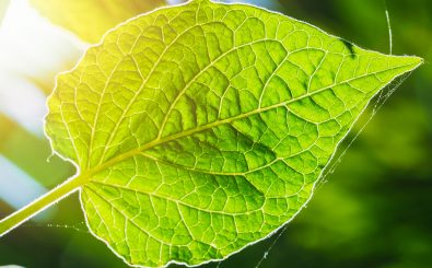 Die Wissenschaft der Ökologie: Die natürliche Fotosynthese soll Vorbild für eine neue Energie-Gewinnung sein. Foto: Quality Stock Arts | shutterstock.com