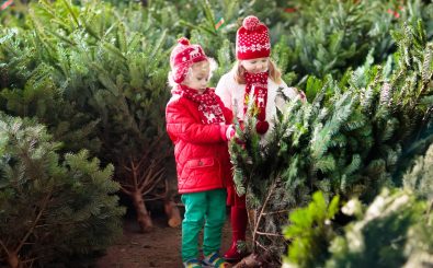 Ohne Weihnachtsbäume kein Weihnachten. Aber müssen die Tannen dafür immer gleich gefällt werden? Foto: FamVeld | shutterstock.com